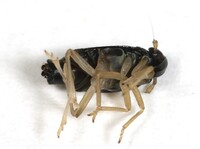 Flavoclypeus nitens