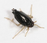 Flavoclypeus nitens