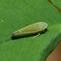 Graphocephala versuta