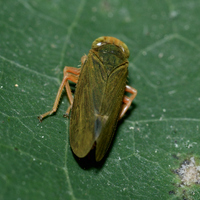 Jikradia olitoria