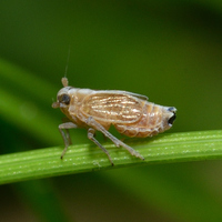 Muellerianella laminalis