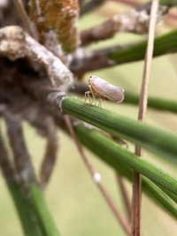 Omolicna joi
