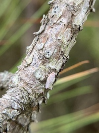 Omolicna joi