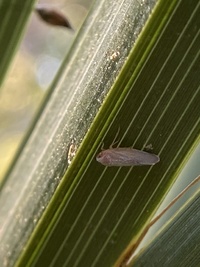 Omolicna joi