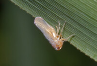 Omolicna joi