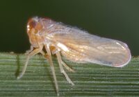 Omolicna joi