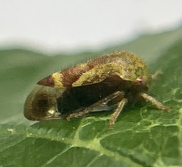 Ophiderma evelyna