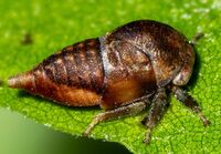 Ophiderma flavicephala