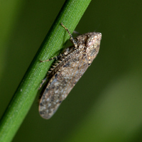 Paraphlepsius unidentified species