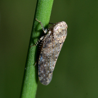 Paraphlepsius unidentified species