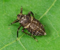 Pissonotus flabellatus