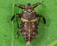 Pissonotus flabellatus