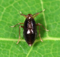 Pissonotus marginatus