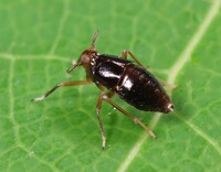 Pissonotus marginatus