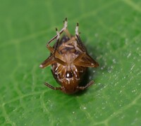 Pissonotus marginatus