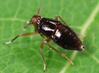 Pissonotus marginatus