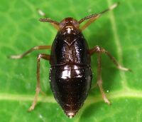 Pissonotus marginatus