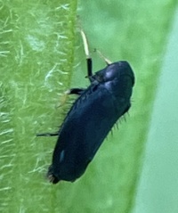Scleroracus anthracinus