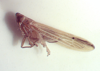 Stenocranus dorsalis