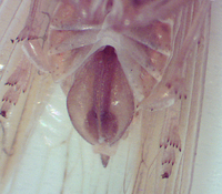 Stenocranus dorsalis