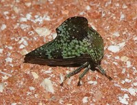 Telamona concava