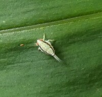 Thionia bullata