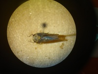 Paraphlepsius collitus