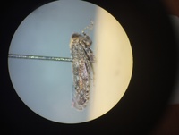 Paraphlepsius collitus
