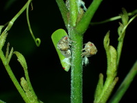 Acanalonia conica
