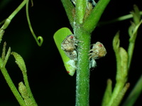 Acanalonia conica