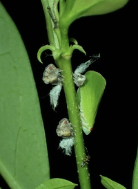 Acanalonia conica