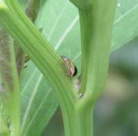 Acutalis tartarea