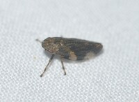 Aphrophora quadrinotata