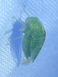 Atymna helena