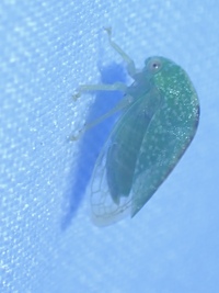 Atymna helena