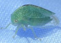 Atymna helena