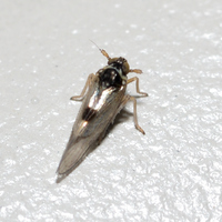 Chionomus puellus