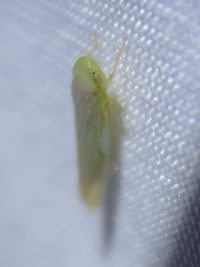 Chlorotettix unidentified species