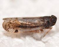 Cilidius vicarius