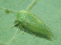 Cyrtolobus dixianus