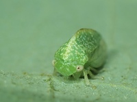 Cyrtolobus dixianus