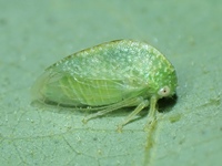 Cyrtolobus dixianus