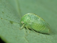 Cyrtolobus dixianus