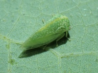 Cyrtolobus dixianus