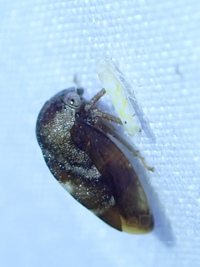 Cyrtolobus fuscipennis