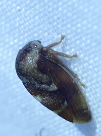 Cyrtolobus fuscipennis