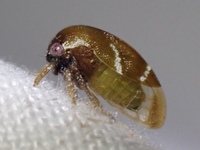 Cyrtolobus inermis