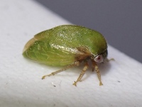 Cyrtolobus inermis