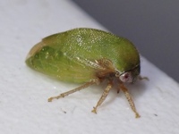 Cyrtolobus inermis