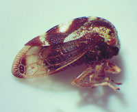 Cyrtolobus vau